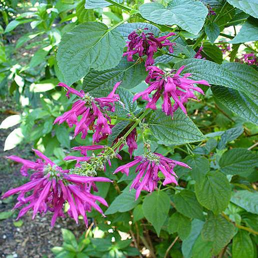 Salvia purpurea