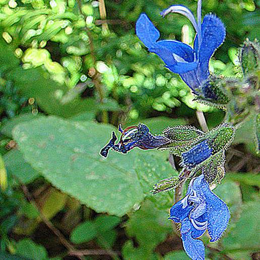 Salvia Scutellarioides