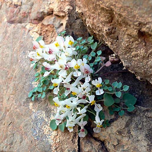 Sarcocapnos Enneaphylla