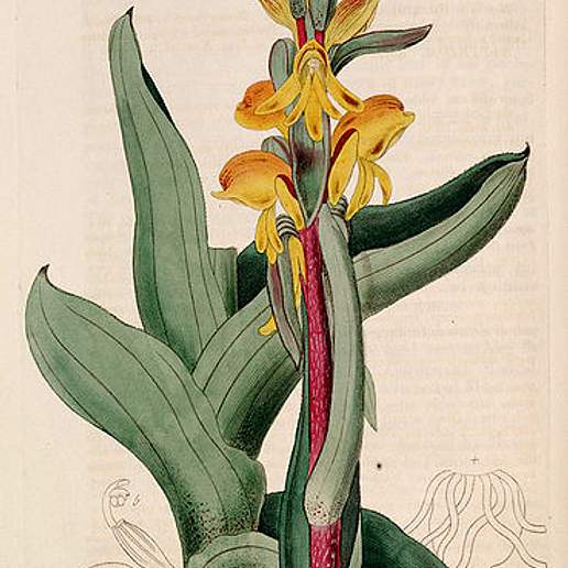 Satyrium Coriifolium