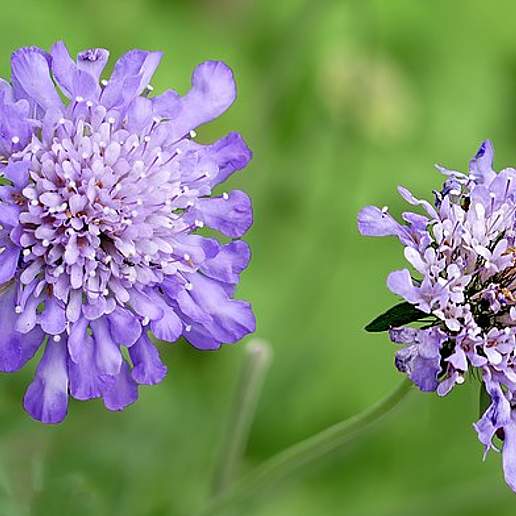 Scabious