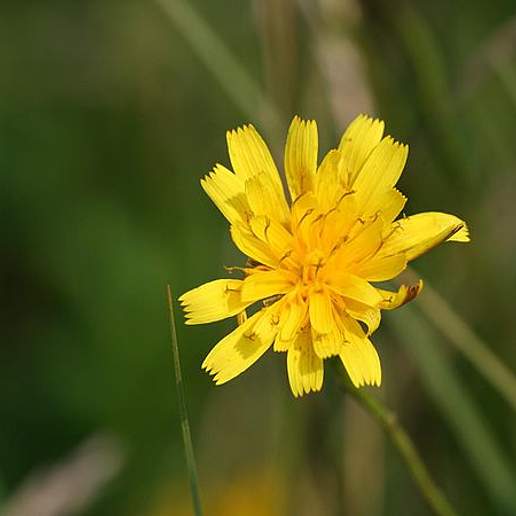 Autumnal Hawkbit