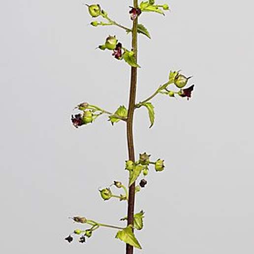 Nettle Leaved Figwort