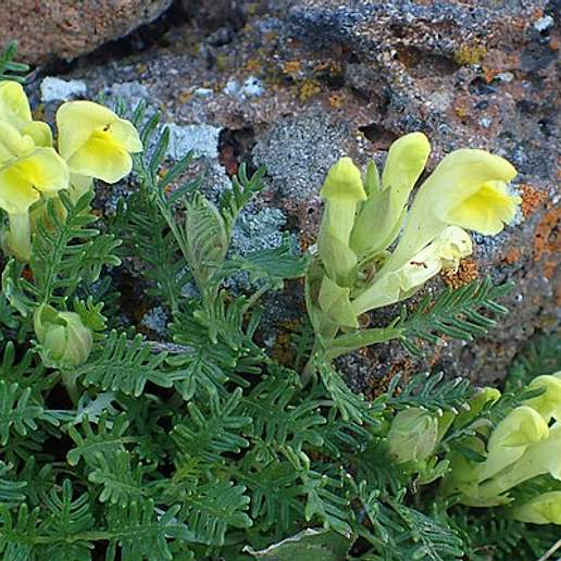 Eastern Alpine Skullcap