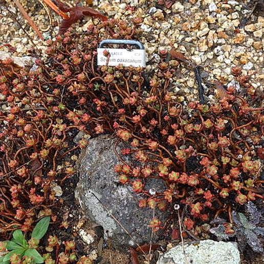Sedum oaxacanum