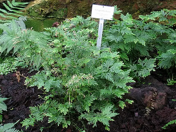 Selaginella Elmeri