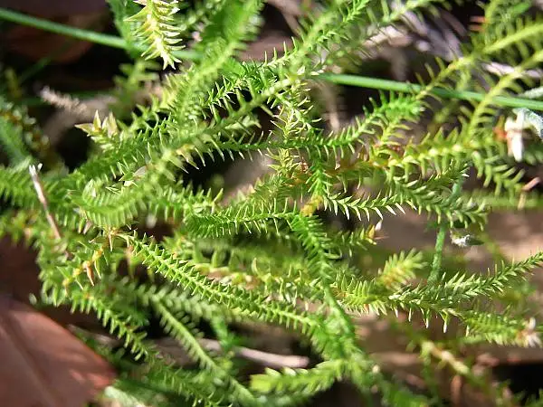 Selaginella Uliginosa