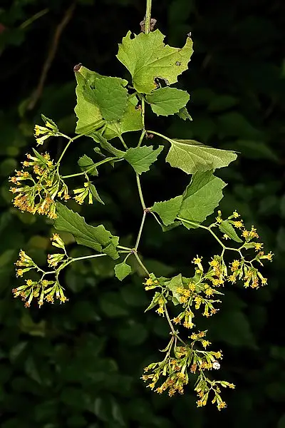 Canary Creeper