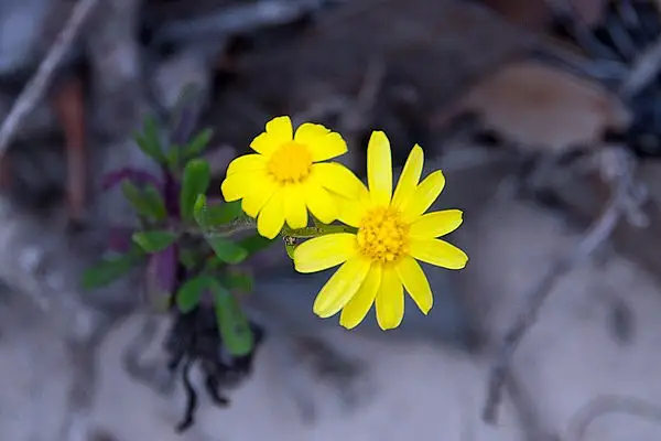 Senecio Gaudichaudianus