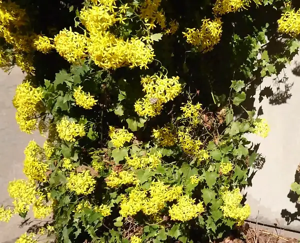 Parlor Ivy