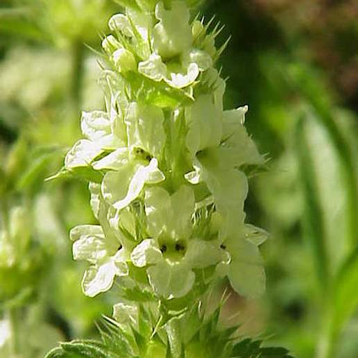 Sideritis Hyssopifolia