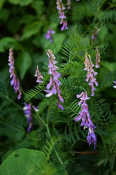 Bramble Vetch
