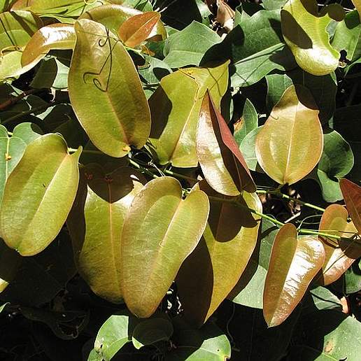 Smilax Latifolia
