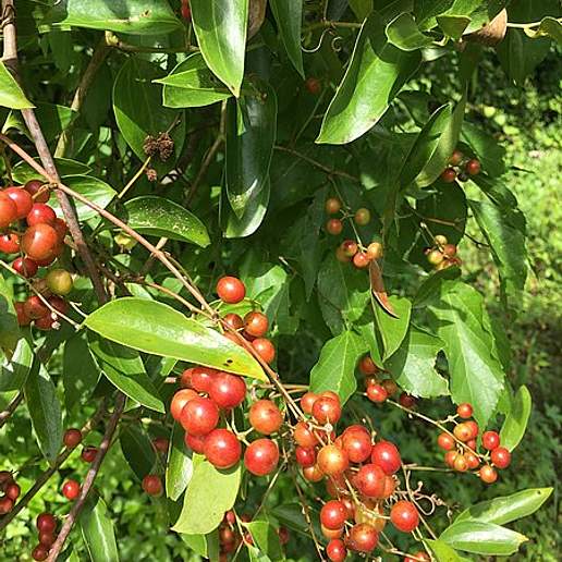 Smilax Maritima