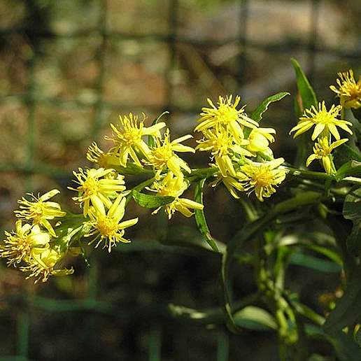 Solidago Virgaurea Paludosa
