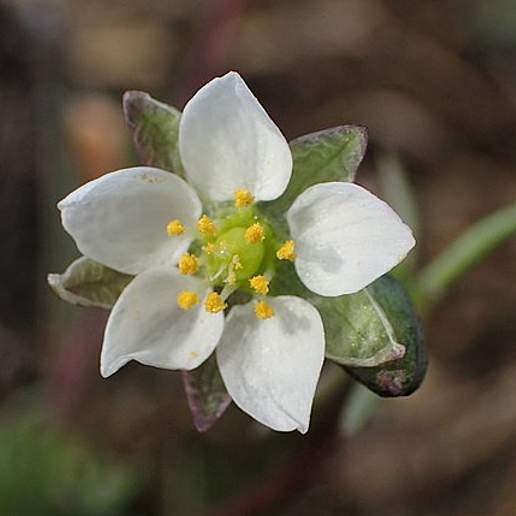 Spergula Morisonii