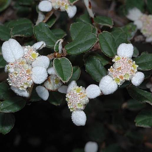 Spyridium Coactilifolium Integrifolium