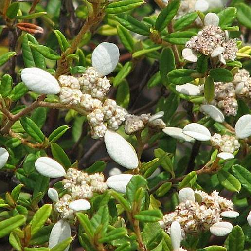 Trymalium Diversifolium