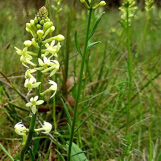 Stackhousia Dietrichiae
