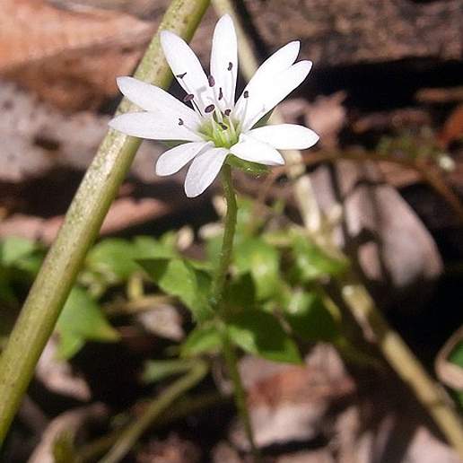 Stellaria Flaccida