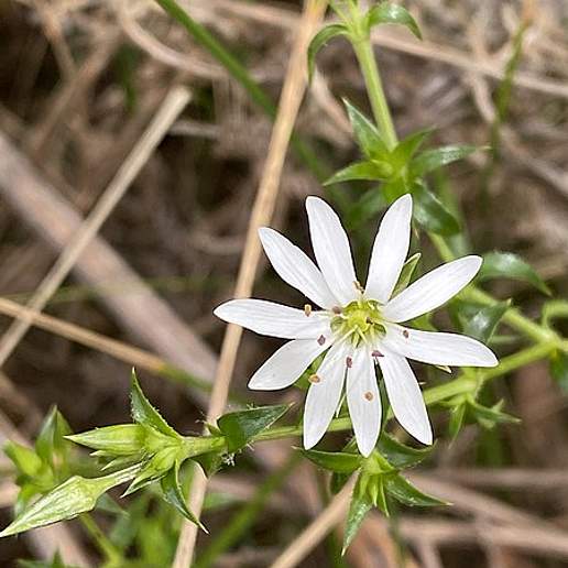 Stellaria Squarrosa
