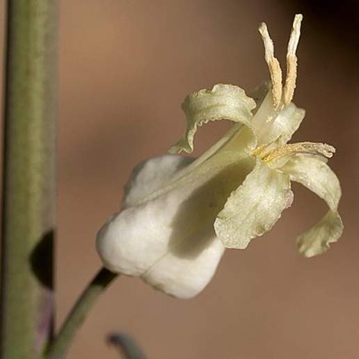 Streptanthus Carinatus