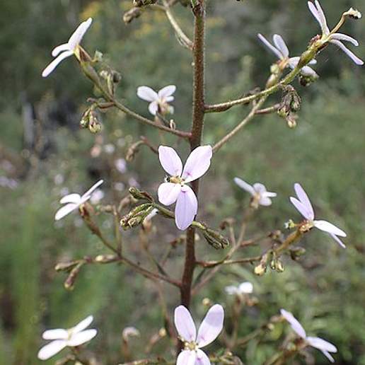Candollea Laricifolia