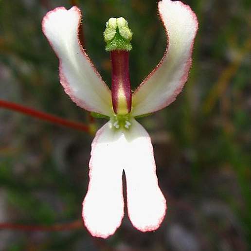 Stylidium Schoenoides