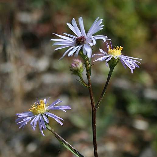 Symphyotrichum Foliaceum