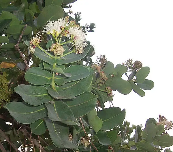 Syzygium Cordatum