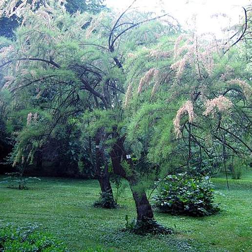Four Stamen Tamarisk