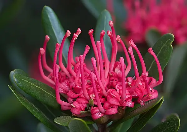 Telopea Tasmaniana
