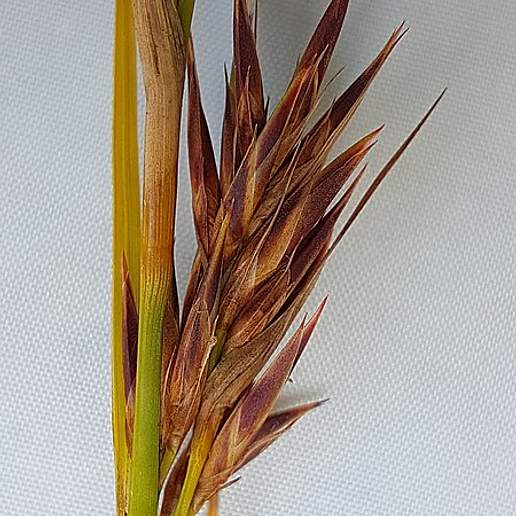 Trichoballia Thermalis