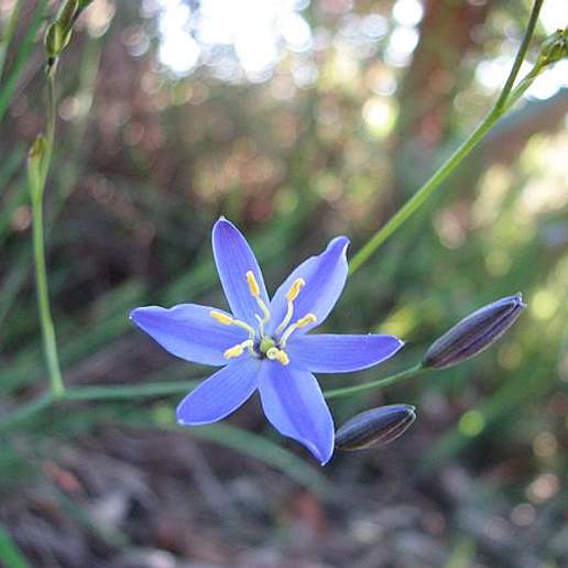 Stypandra Juncinella