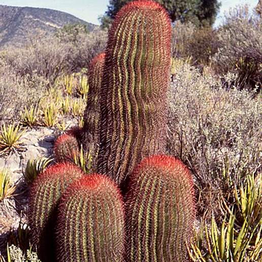 Red Barrel Cactus