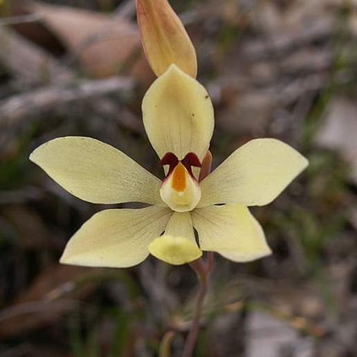 Thelymitra Antennifera