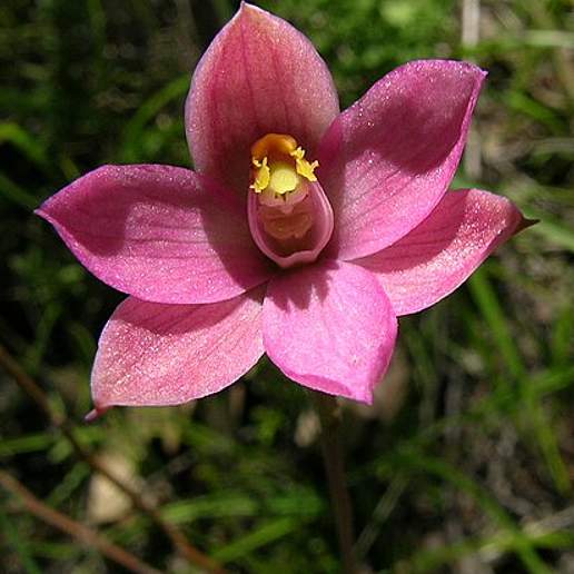 Thelymitra Carnea