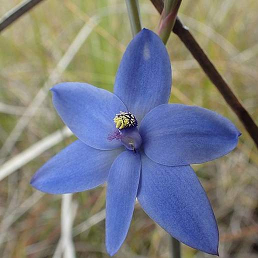 Thelymitra Ovata