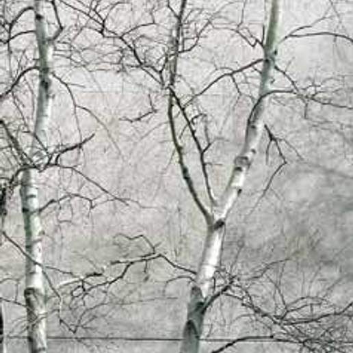 White Birch