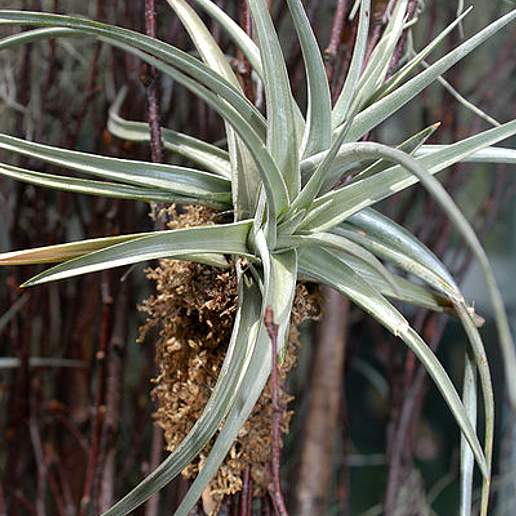 Tillandsia jucunda