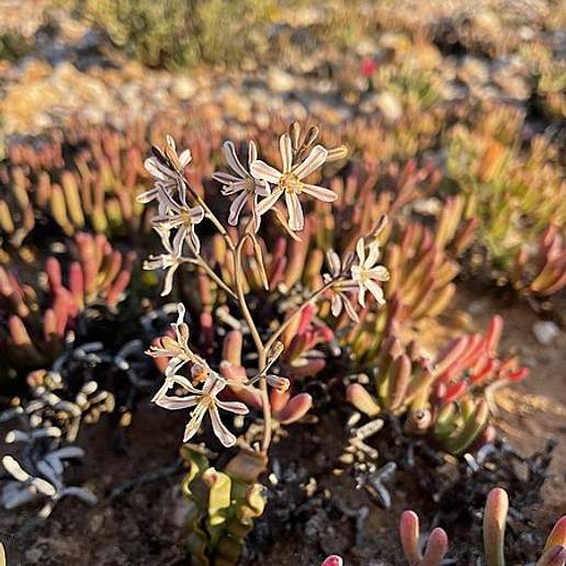 Trachyandra tortilis