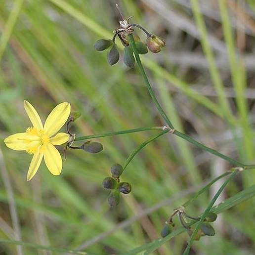 Tricoryne Elatior Scabra