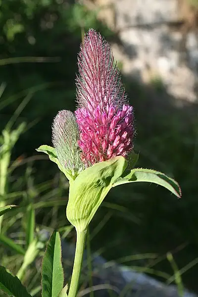 Red Trefoil