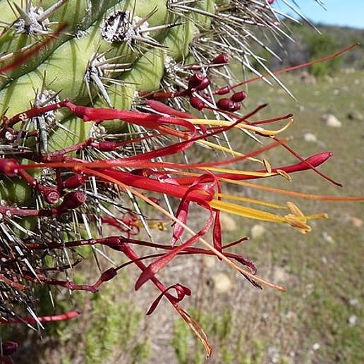 Phrygilanthus Aphyllus