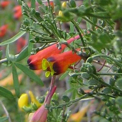 Three Coloured Indian Cress