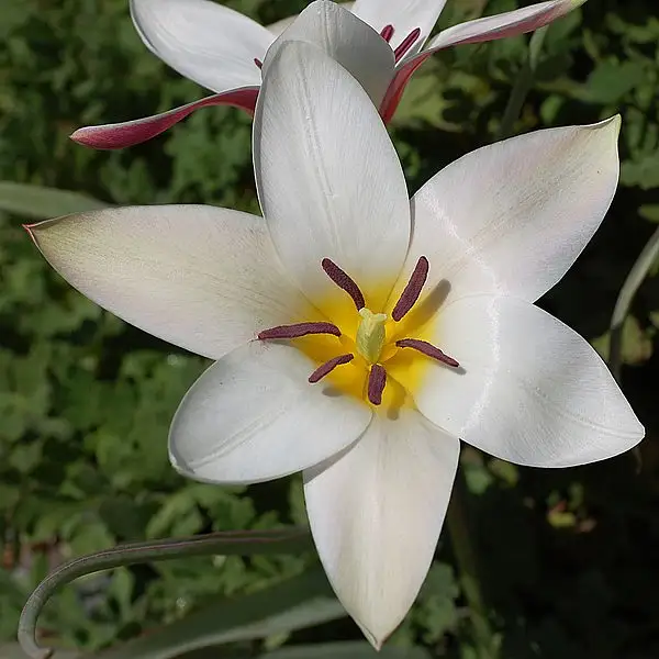 Lady Tulip