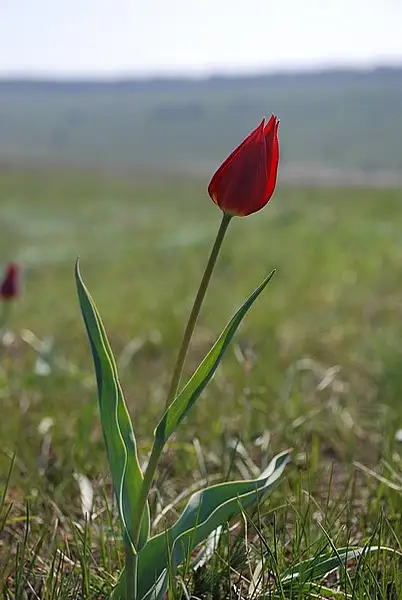 Tulipa Suaveolens Pluriflora