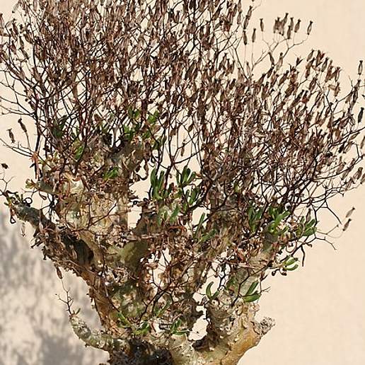 Tylecodon Reticulatus