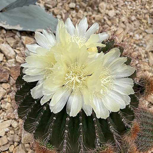 Uebelmannia pectinifera