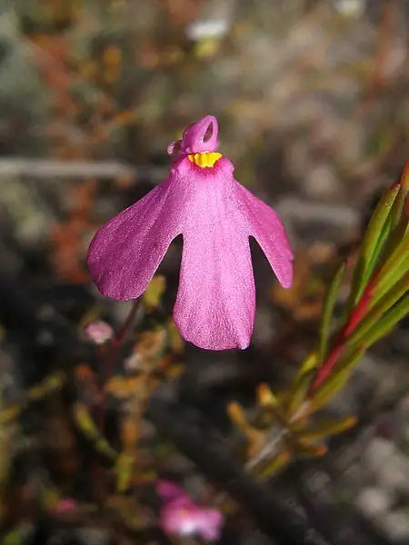Cosmiza Coccinea
